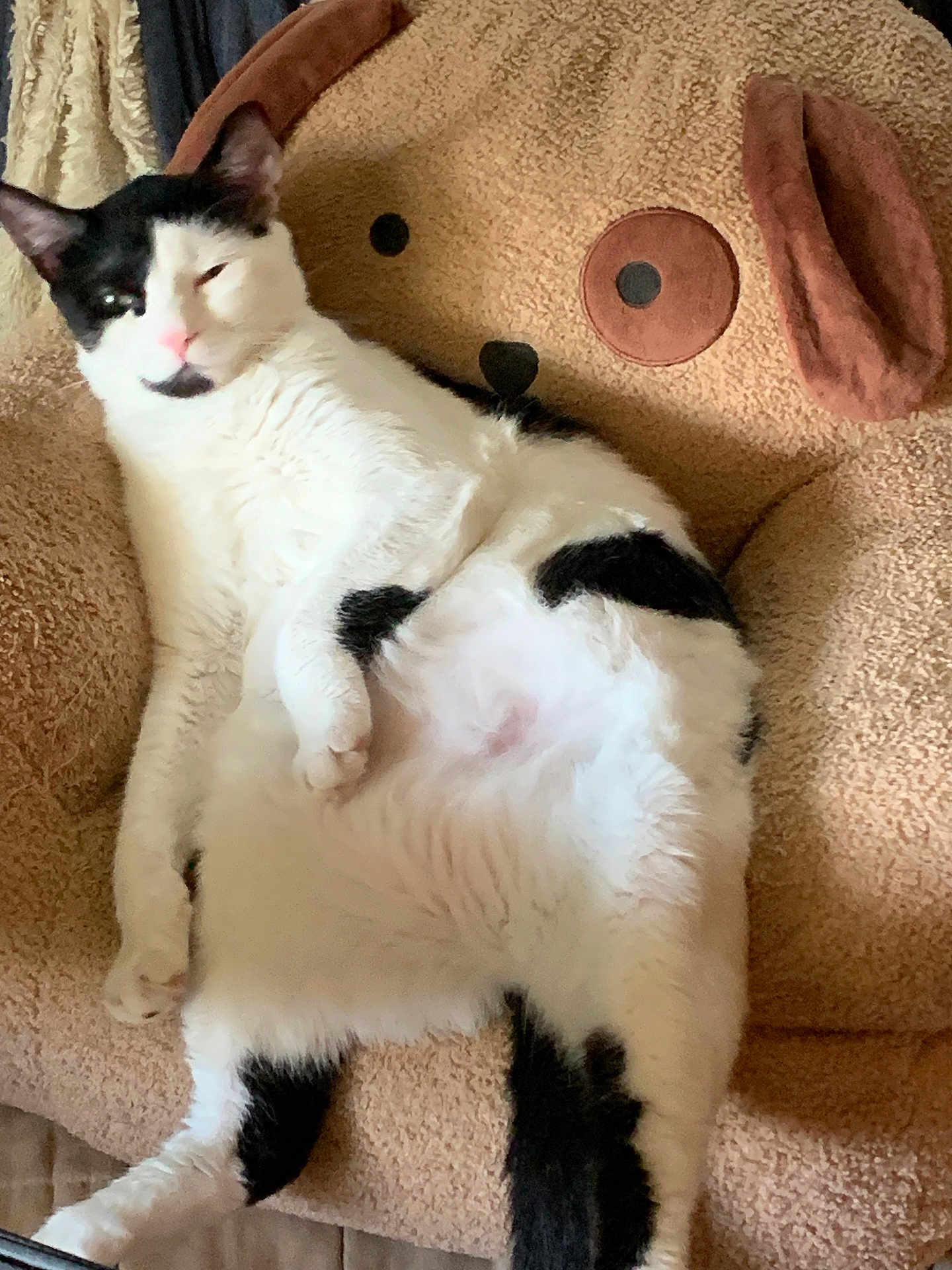 Patch joined the competition — help win amazing prizes! cat, black_and_white, fluffy, relaxed, lounging, teddy_bear_chair, cozy, indoor, furniture, cute, pet, animal, soft_texture, resting, comfortable, whiskers, pink_nose, ears, paw, home