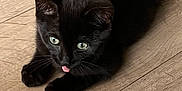 Amour a rejoint le concours — aidez-le/la à gagner de superbes lots ! adorable, animal, black_cat, curious, cute, domestic_cat, eyes, fur, indoor, kitten, paws, pet, playful, resting, small, tail, tongue_out, whiskers, wooden_floor, young