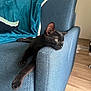 Amour a rejoint le concours — aidez-le/la à gagner de superbes lots ! animal, black_cat, blanket, blue_couch, cat, contemplative, couch, domestic, feline, fur, furniture, home, indoor, paw, pet, pillow, relaxing, resting, side_view, wood_floor
