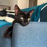 Amour a rejoint le concours — aidez-le/la à gagner de superbes lots ! animal, black_cat, blue_sofa, cat, couch, cozy, cute, domestic_cat, ears, feline, fur, home_interior, indoor, lazy, pet, relaxing, resting, sofa, whiskers, yellow_eyes
