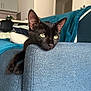 animal, black_cat, blue_sofa, cat, couch, cozy, cute, domestic_cat, ears, feline, fur, home_interior, indoor, lazy, pet, relaxing, resting, sofa, whiskers, yellow_eyes