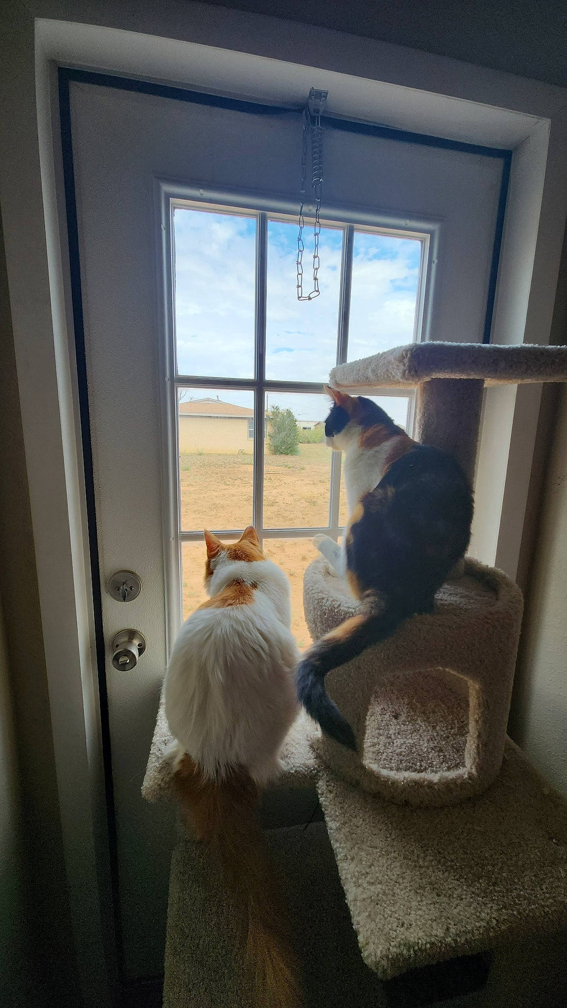 Kit Kat joined the competition — help win amazing prizes! carnivore, cat, comfort, curtain, door, fawn, felidae, flooring, glass, hardwood, interior_design, plant, shade, small_to_medium_sized_cats, tail, textile, tints_and_shades, whiskers, window, wood