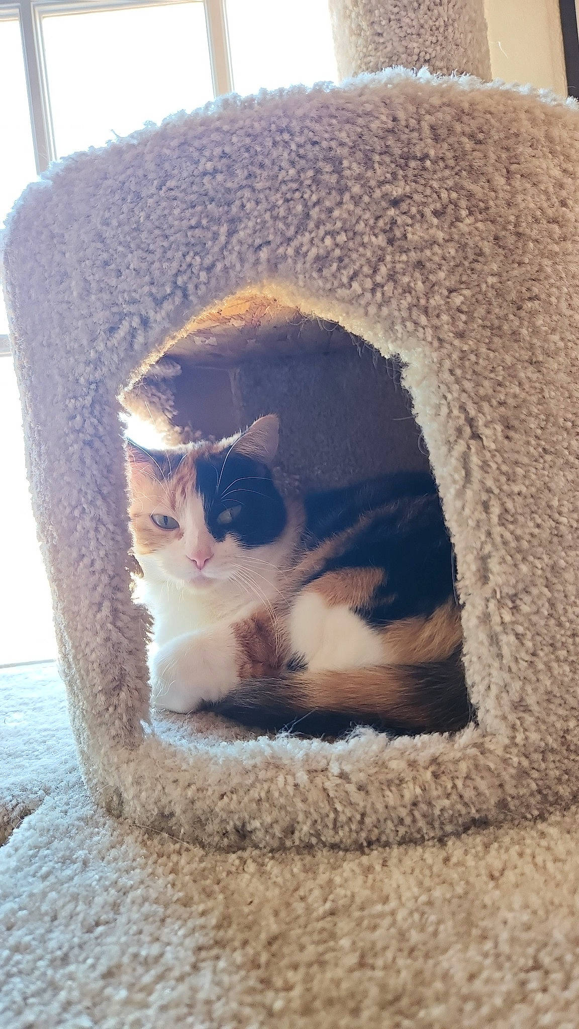 Kit Kat joined the competition — help win amazing prizes! carnivore, cat, cat_bed, cat_furniture, cat_supply, comfort, eye, fawn, felidae, fur, grass, mammal, pet_supply, small_to_medium_sized_cats, snout, tail, tree, whiskers, window, wood