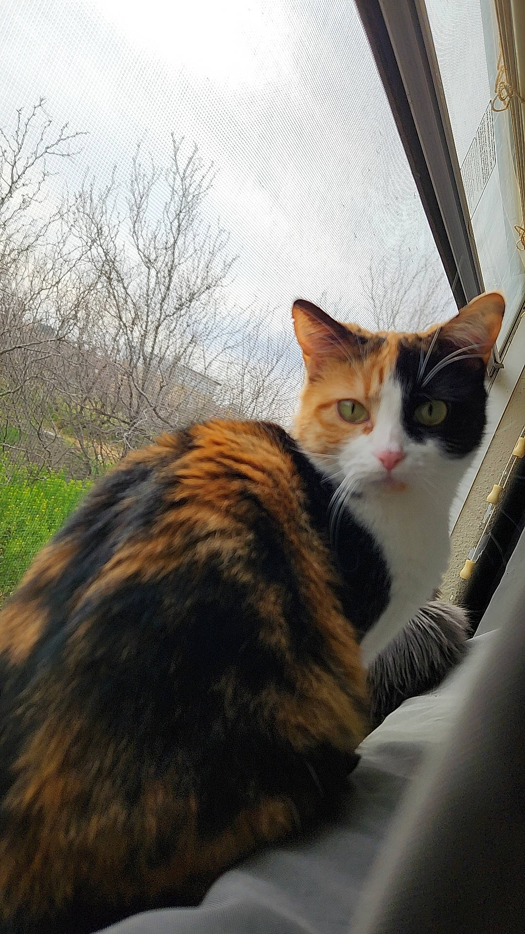 Kit Kat is registered to the contest to win money with this photo: carnivore, cat, cloud, comfort, domestic_short_haired_cat, felidae, fur, grass, plant, sitting, sky, small_to_medium_sized_cats, snout, tail, terrestrial_animal, tree, twig, whiskers, window, wood