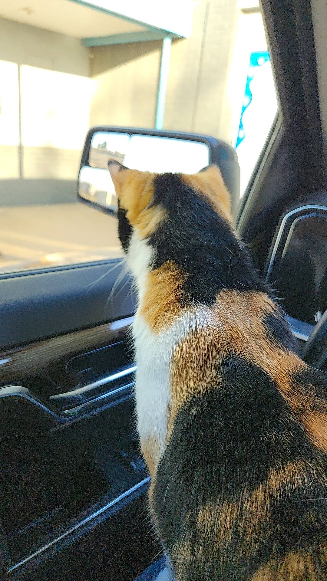 Kit Kat is registered to the contest to win money with this photo: auto_part, automotive_design, automotive_exterior, automotive_mirror, automotive_window_part, carnivore, companion_dog, dog, dog_breed, hood, motor_vehicle, rear_view_mirror, snout, sporting_group, tints_and_shades, vehicle, vehicle_door, window, windscreen_wiper, windshield