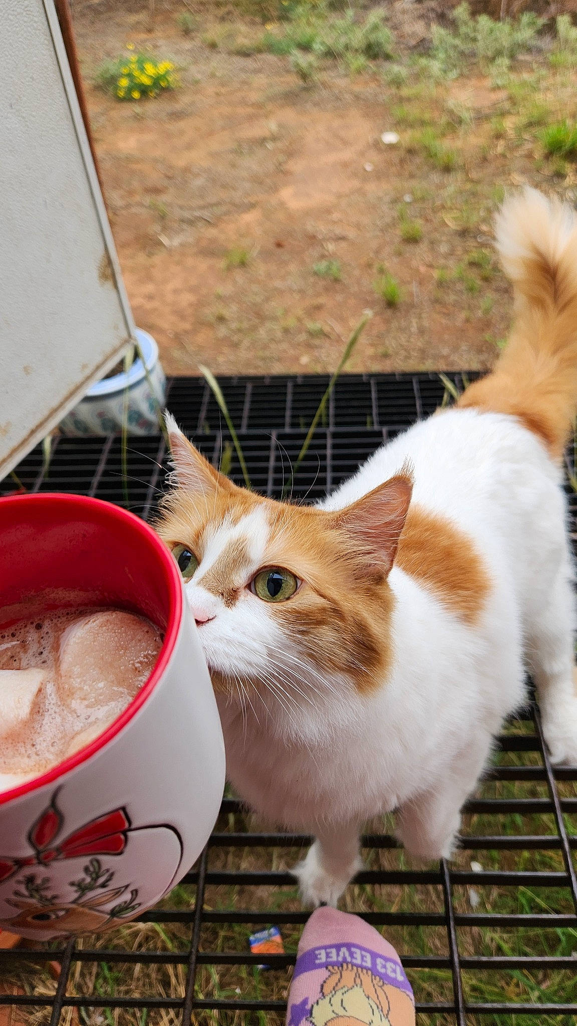 K.c. joined the competition — help win amazing prizes! animal_feed, carnivore, cat, coffee_cup, cup, drinking, drinkware, fawn, felidae, grass, mammal, plant, serveware, small_to_medium_sized_cats, snout, tableware, tail, vertebrate, whiskers, white_coffee