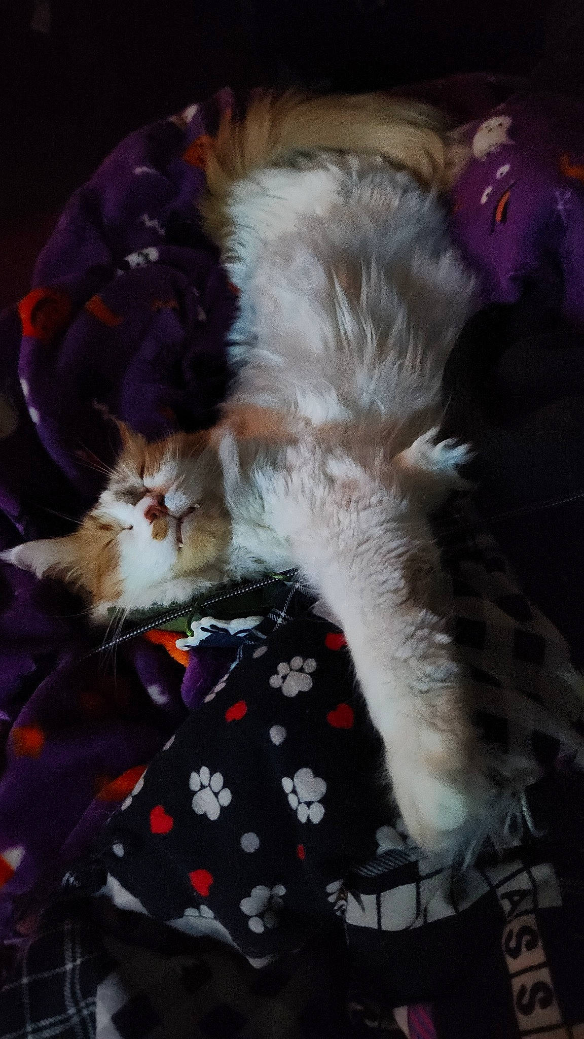 K.c. is registered to the contest to win money with this photo: carnivore, cat, christmas, claw, comfort, companion_dog, event, fawn, felidae, foot, fur, holiday, lap, nap, paw, small_to_medium_sized_cats, tail, whiskers