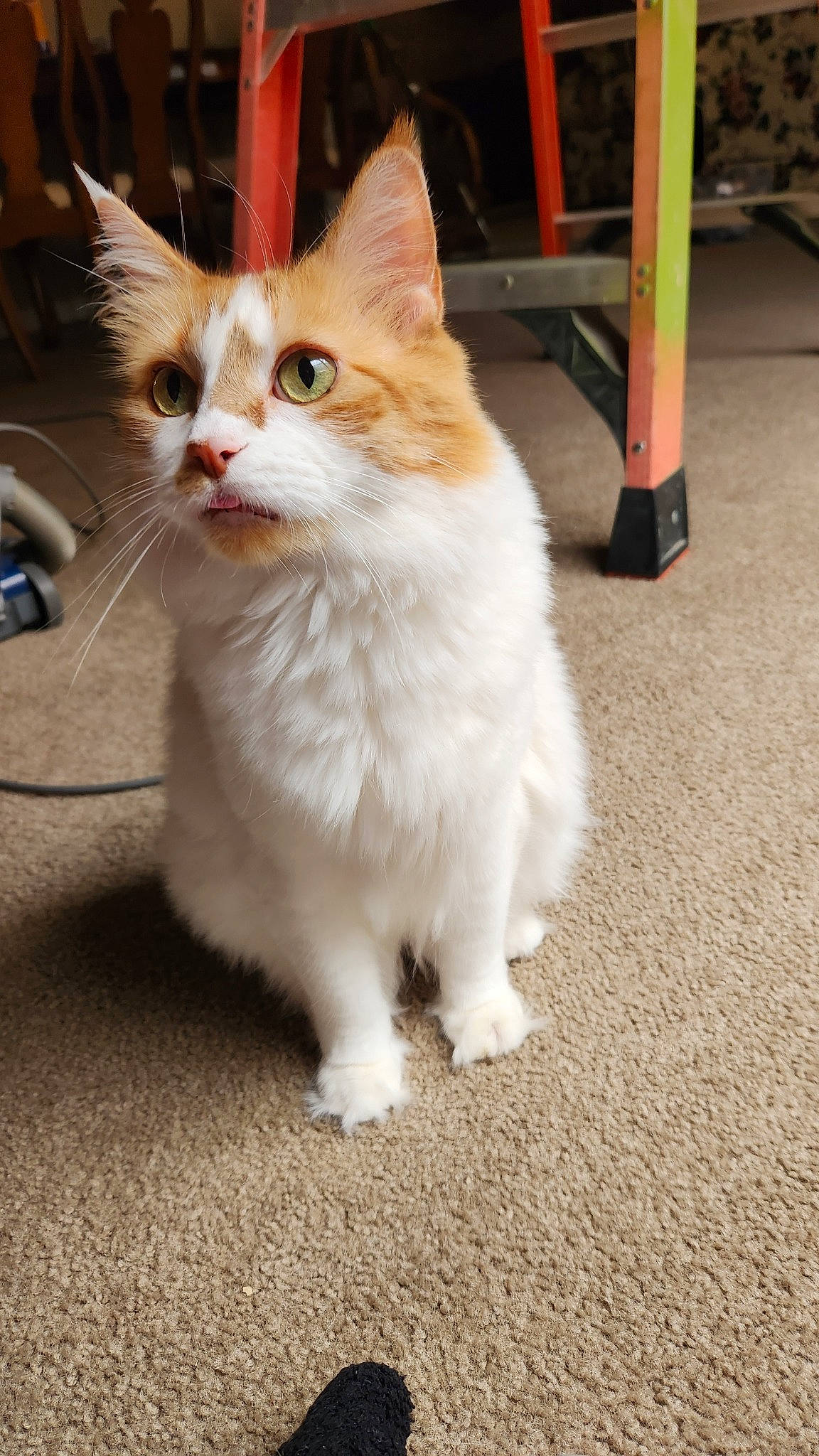 K.c. joined the competition — help win amazing prizes! art, carnivore, cat, claw, domestic_short_haired_cat, fawn, felidae, flooring, fur, human_leg, paw, road_surface, sitting, small_to_medium_sized_cats, snout, tail, terrestrial_animal, whiskers, wood