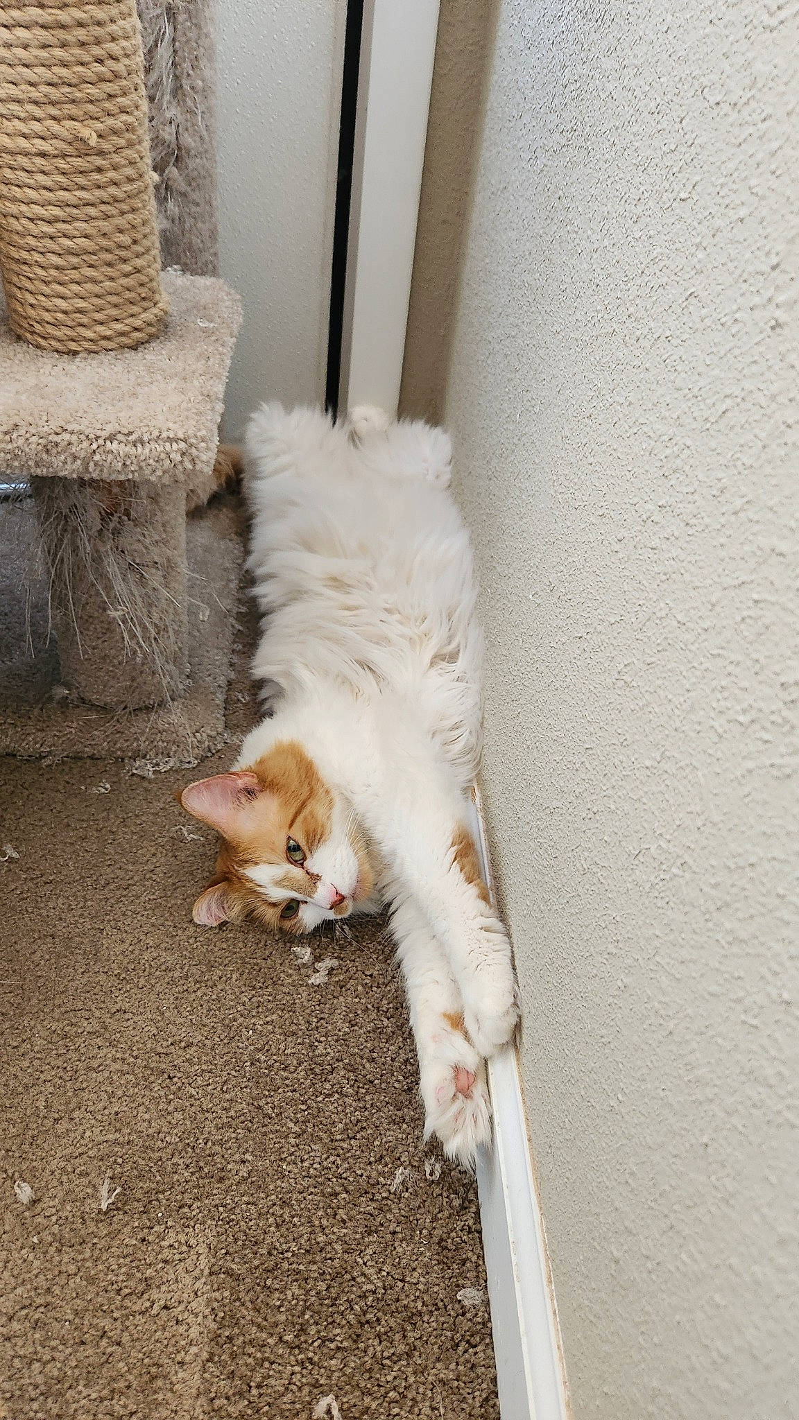 K.c. is registered to the contest to win money with this photo: asphalt, canidae, carnivore, cat, chair, companion_dog, dog_breed, domestic_short_haired_cat, fawn, felidae, flooring, fur, grass, paw, road_surface, small_to_medium_sized_cats, sporting_group, tail, whiskers, wood