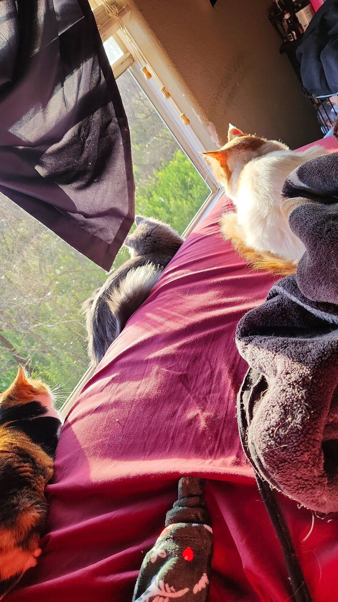 C.j is registered to the contest to win money with this photo: canidae, cool, eyewear, fashion_accessory, fawn, felidae, fur, grass, hat, headgear, human_leg, luggage_and_bags, magenta, shoe, sitting, small_to_medium_sized_cats, sunglasses, tail, textile, tints_and_shades