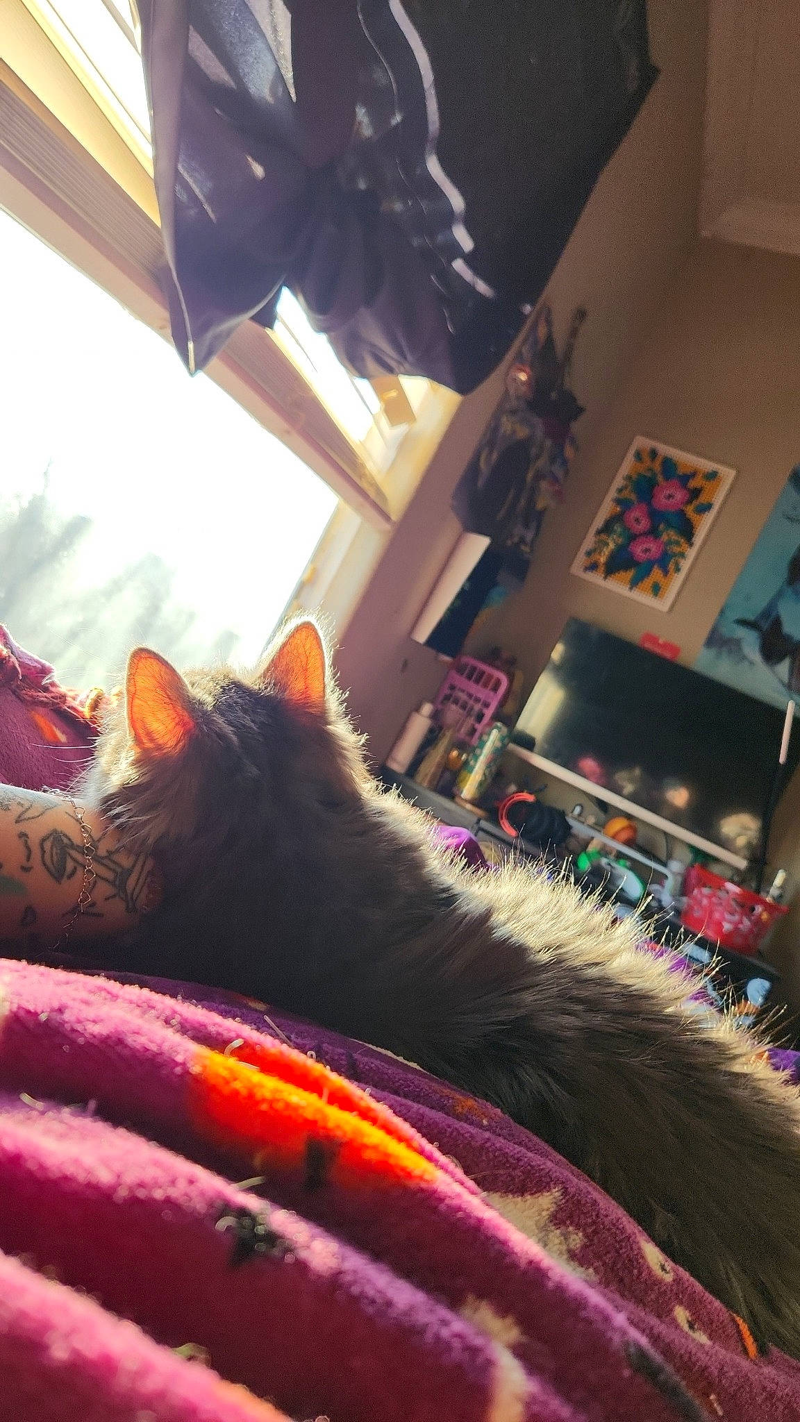 C.j joined the competition — help win amazing prizes! carnivore, cat, comfort, curtain, domestic_short_haired_cat, felidae, flooring, fur, holiday, human_leg, linens, magenta, nap, room, sitting, small_to_medium_sized_cats, tail, tints_and_shades, whiskers, window