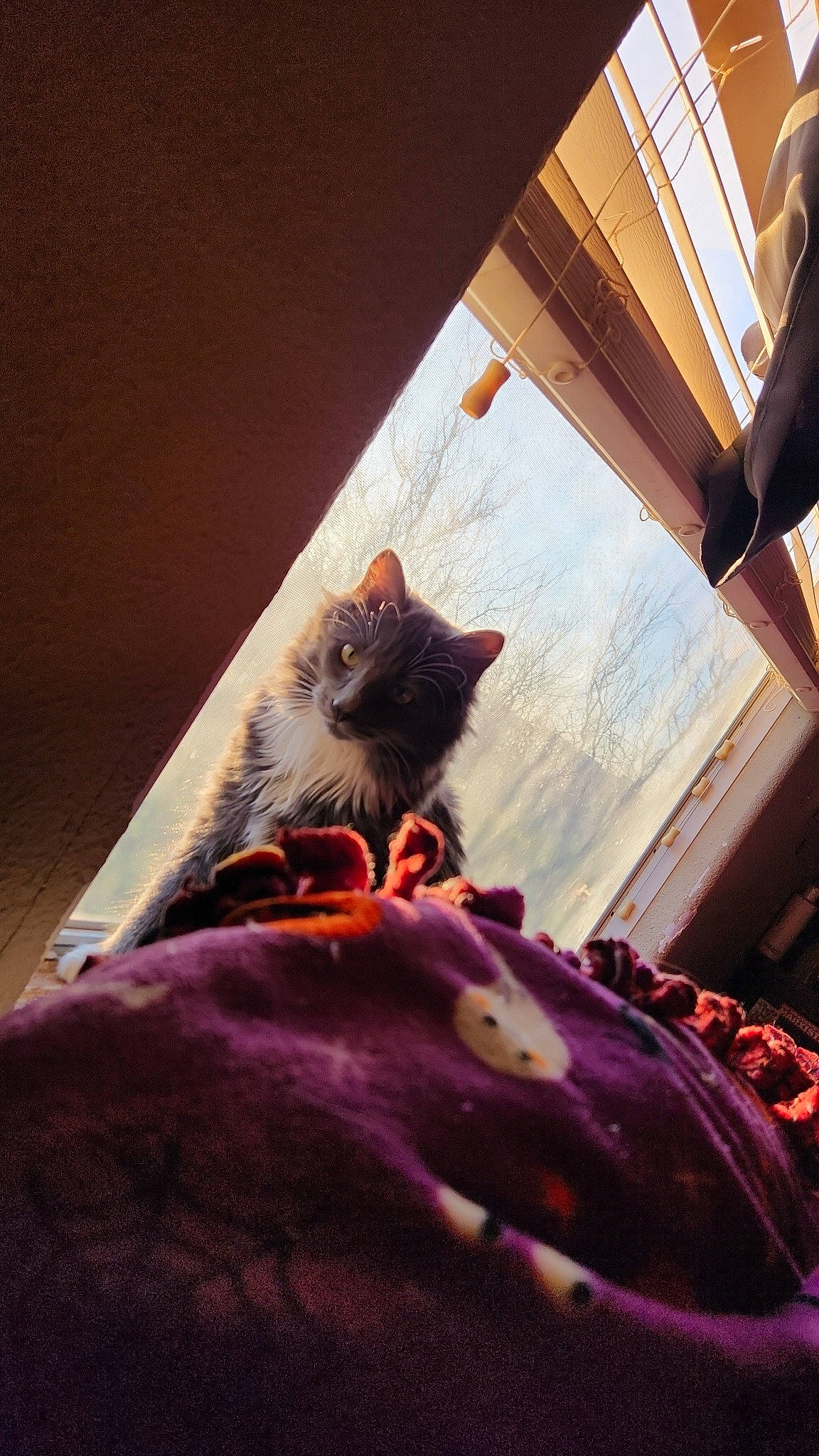 C.j is registered to the contest to win money with this photo: bed, bedding, carnivore, cat, darkness, domestic_short_haired_cat, felidae, fur, linens, magenta, metal, purple, room, shadow, small_to_medium_sized_cats, tail, tints_and_shades, tree, whiskers, wood