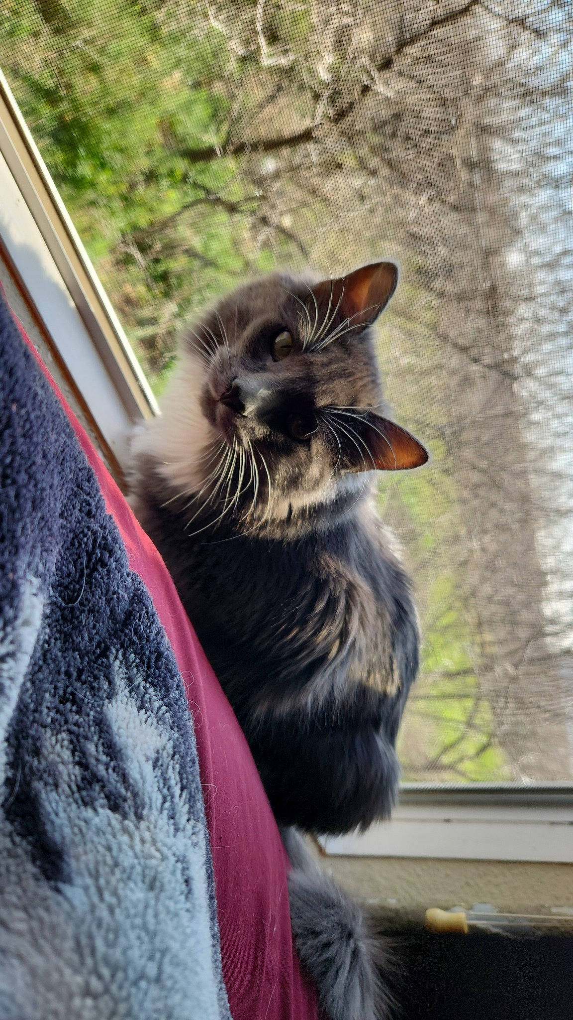 C.j joined the competition — help win amazing prizes! carnivore, cat, claw, comfort, domestic_short_haired_cat, felidae, fur, grass, grey, natural_material, paw, small_to_medium_sized_cats, snout, tail, terrestrial_animal, tints_and_shades, tree, whiskers, window