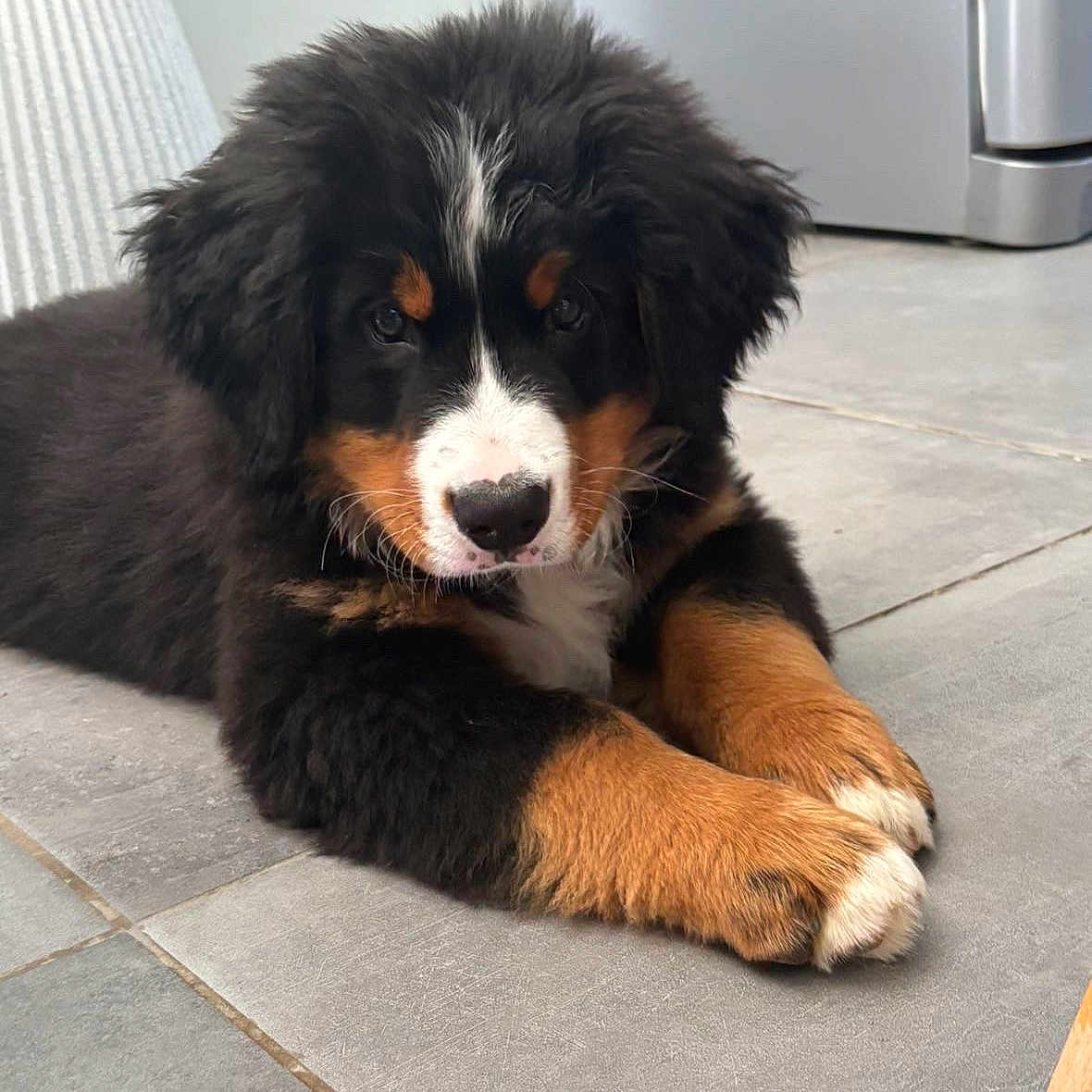 Aïko participe au concours pour gagner de l'argent avec cette photo : adorable, animal, bernese_mountain_dog, black_fur, brown_fur, close_up, companion, cute, dog, floor, furry, indoor, laying_down, mammal, pet, puppy, resting, tile, white_fur, young