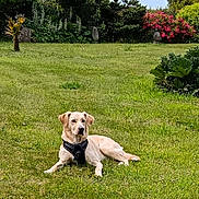 Kistramouilh participe au concours pour gagner de l'argent avec cette photo : dog, golden_retriever, labrador, grass, garden, flowers, bushes, outdoor, pet, canine, nature, greenery, lying_down, harness, summer, sunlight, peaceful, animal, mammal, domestic_animal