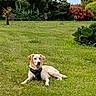 dog, golden_retriever, labrador, grass, garden, flowers, bushes, outdoor, pet, canine, nature, greenery, lying_down, harness, summer, sunlight, peaceful, animal, mammal, domestic_animal