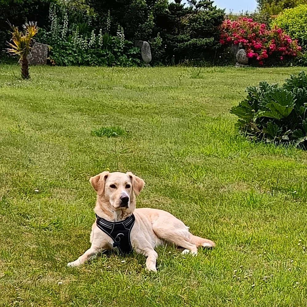 Kistramouilh participe au concours pour gagner de l'argent avec cette photo : dog, golden_retriever, labrador, grass, garden, flowers, bushes, outdoor, pet, canine, nature, greenery, lying_down, harness, summer, sunlight, peaceful, animal, mammal, domestic_animal
