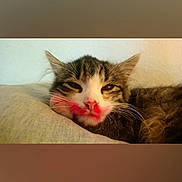 Gaufrette a rejoint le concours — aidez-le/la à gagner de superbes lots ! animal, cat, closeup, cozy, cushion, cute, domestic, face, feline, funny, fur, indoor, lipstick, mark, pet, relaxed, resting, sleeping, tabby, whiskers