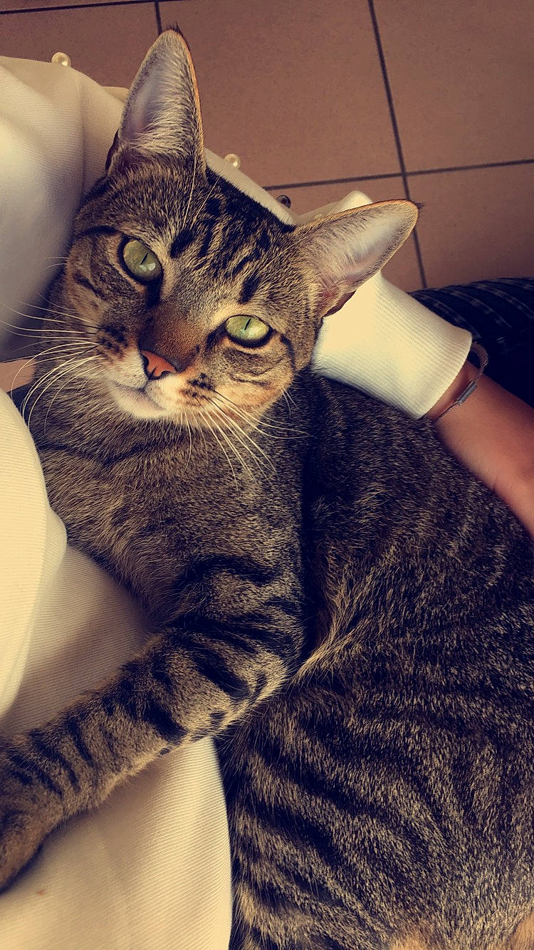 Jazzy participe au concours pour gagner de l'argent avec cette photo : carnivore, cat, claw, comfort, domestic_short_haired_cat, ear, eye, felidae, fur, gesture, grey, head, human_body, human_leg, leg, paw, small_to_medium_sized_cats, snout, tail, whiskers