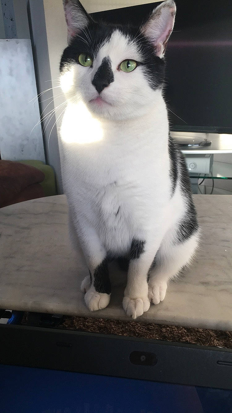 Bounty participe au concours pour gagner de l'argent avec cette photo : carnivore, cat, domestic_short_haired_cat, door, eye, felidae, flooring, fur, head, monochrome, monochrome_photography, paw, sitting, small_to_medium_sized_cats, snout, tail, whiskers, window