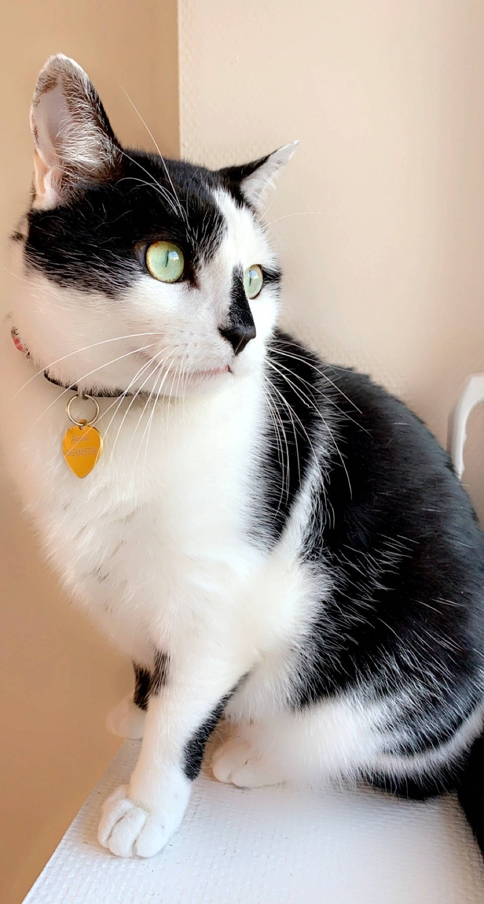 Bounty participe au concours pour gagner de l'argent avec cette photo : box, carnivore, cat, comfort, domestic_short_haired_cat, eye, felidae, foot, fur, iris, monochrome_photography, paw, pet_supply, sitting, small_to_medium_sized_cats, snout, stairs, tail, whiskers