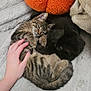 cat, kitten, tabby_cat, black_cat, hand, blanket, plush_pumpkin, soft_texture, cozy, snuggling, pet, indoor, cute, feline, resting, fur, animal, comfort, warm, relaxation