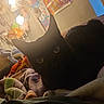 Olive is registered to the contest to win money with this photo: black_cat, cat, pet, animal, indoor, blanket, lamp, poster, wall, cozy, furniture, soft_light, resting, cute, domestic_cat, feline, home, relaxing, mysterious, shadow