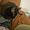 Olive is registered to the contest to win money with this photo: black_cat, cat, couch, brown_couch, indoor, pet, animal, feline, alert, ears, eyes, blanket, fabric, home, relaxing, fur, domestic_cat, resting, cozy, curious