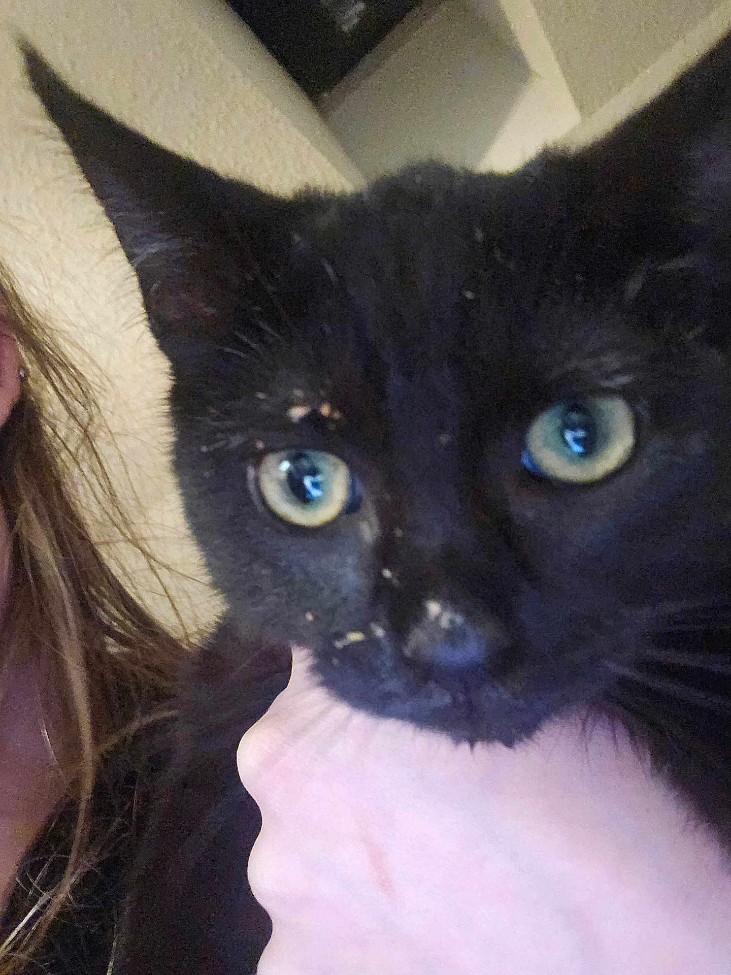 Olive is registered to the contest to win money with this photo: black_cat, cat, close_up, green_eyes, pet, animal, hand, person, indoor, fur, whiskers, face, curious, domestic_animal, holding, portrait, feline, looking, eye_contact, cute