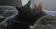 Olive joined the competition — help win amazing prizes! cat, cats, black_cat, tabby_cat, bed, window, snuggling, cozy, indoor, pet, animal, feline, resting, sleeping, companionship, fur, natural_light, comfort, home, soft