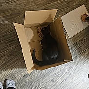 Olive joined the competition — help win amazing prizes! black_cat, cat, cardboard_box, wooden_floor, food_bowl, pet, indoor, animal, cozy, socks, feet, person, home, meal, feline, flooring, shiny_fur, relaxed, domestic, comfort