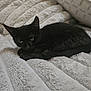 Olive is registered to the contest to win money with this photo: black_cat, kitten, pet, animal, feline, indoor, resting, blanket, soft_texture, fur, cute, cozy, domestic_cat, young_cat, sleepy, relaxed, whiskers, ears, tail, comfort