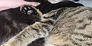 Clove joined the competition — help win amazing prizes! cat, kitten, tabby, black_cat, cuddling, pets, hand, nail_art, sleeping, close_up, feline, fur, cozy, cute, domestic_animal, animal, resting, indoor, friendship, companion