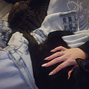 Clove is registered to the contest to win money with this photo: cat, cats, hand, fingernails, lap, person, blanket, sweatshirt, cozy, indoor, pet, animal, tabby_cat, black_cat, resting, comfort, casual, warmth, fingers, nails