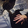 animal, black_cat, blanket, casual, cat, cats, comfort, cozy, fingernails, fingers, hand, indoor, lap, nails, person, pet, resting, sweatshirt, tabby_cat, warmth
