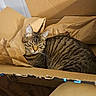 animal, brown, cardboard_box, cat, closet, clothing, comfort, cozy, cute, domestic_animal, feline, household, indoor, paper, pet, relaxed, resting, sleepy, striped_fur, tabby_cat
