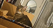 Clove joined the competition — help win amazing prizes! bed, cardboard_box, cat, closet, clothes, cozy, curious, foot, furniture, home, indoor, mirror, pet, relaxed, room, sleeping_area, sock, striped, tabby_cat, young_cat