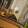 bed, cardboard_box, cat, closet, clothes, cozy, curious, foot, furniture, home, indoor, mirror, pet, relaxed, room, sleeping_area, sock, striped, tabby_cat, young_cat