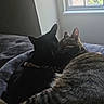 affection, animal, bed, black_cat, blanket, cat, cats, companions, cozy, cute, domestic, feline, fur, indoor, pets, resting, sleeping, snuggling, tabby_cat, window