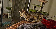 Clove joined the competition — help win amazing prizes! cat, tabby_cat, bed, blanket, mirror, door, cat_tree, indoor, furniture, cozy, curious, pet, animal, domestic, resting, carpet, reflection, room, wall, light
