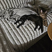 Clove joined the competition — help win amazing prizes! cat, tabby_cat, black_cat, couch, blanket, furniture, indoor, pet, animal, relaxing, cozy, furry, striped, looking_at_camera, laying_down, resting, home, cute, companion, domestic_animal