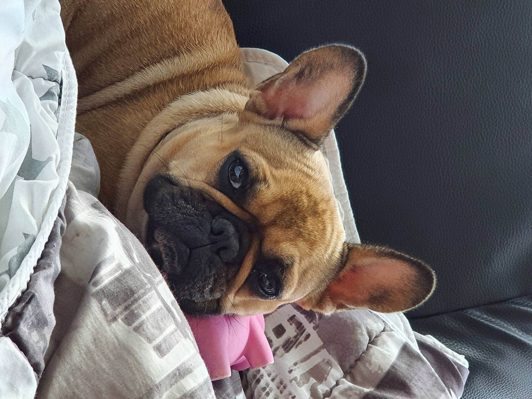 Orane a rejoint le concours — aidez-le/la à gagner de superbes lots ! bulldog, canidae, carnivore, companion_dog, dog, dog_breed, fawn, french_bulldog, mammal, non_sporting_group, nose, old_english_bulldog, olde_english_bulldogge, pug, puppy, puppy_love, skin, snout, toy_bulldog, vertebrate