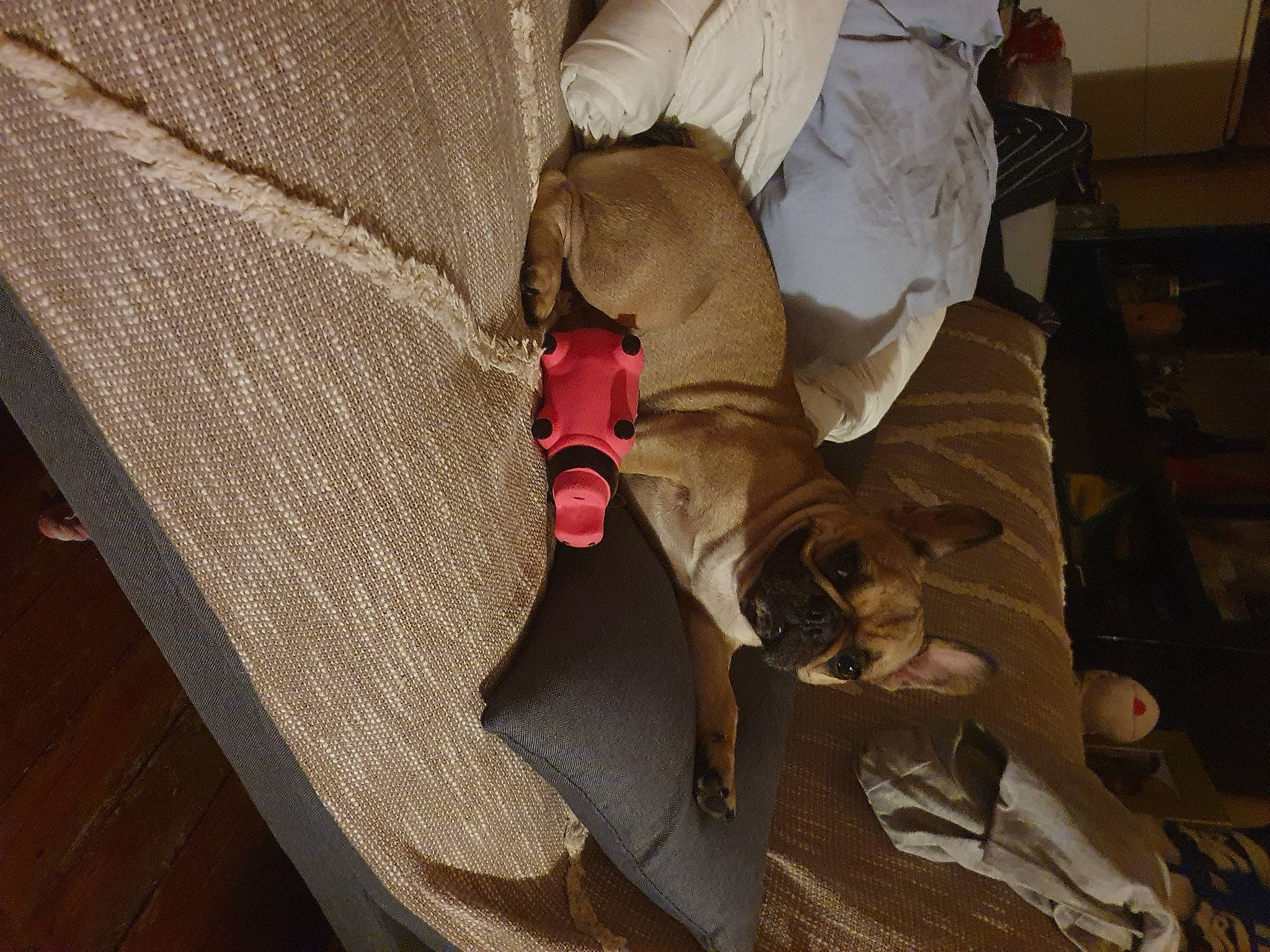 Orane a rejoint le concours — aidez-le/la à gagner de superbes lots ! canidae, fawn, sporting_group