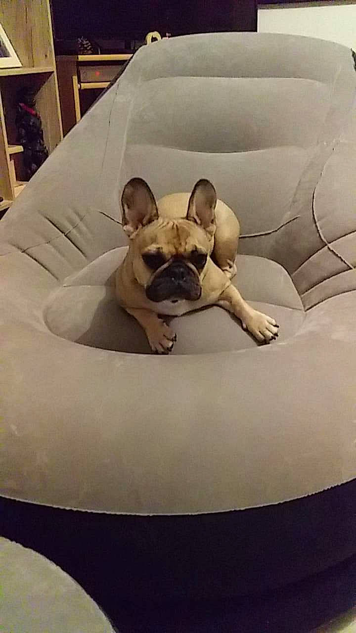 Orane a rejoint le concours — aidez-le/la à gagner de superbes lots ! bulldog, canidae, carnivore, comfort, companion_dog, dog, dog_breed, fawn, french_bulldog, furniture, linens, nap, non_sporting_group, puppy, snout