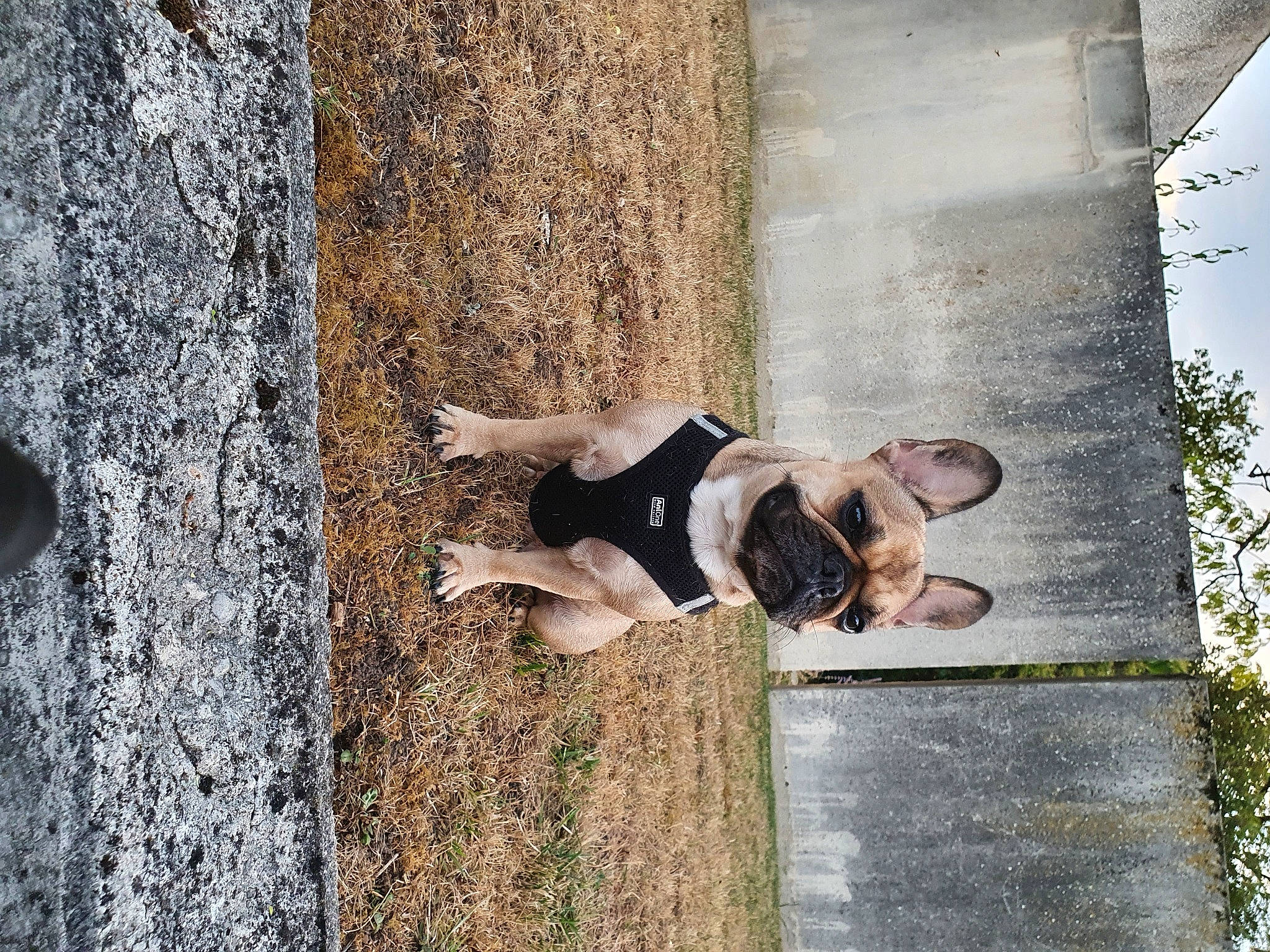 Orane a rejoint le concours — aidez-le/la à gagner de superbes lots ! canidae, carnivore, dog, fawn, snout, tree, trunk, wood