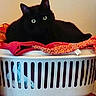 Guizmo participe au concours pour gagner de l'argent avec cette photo : bed, black, black_cat, cat, cat_bed, cat_like_mammal, cat_supply, furniture, kitten, product, small_to_medium_sized_cats, whiskers