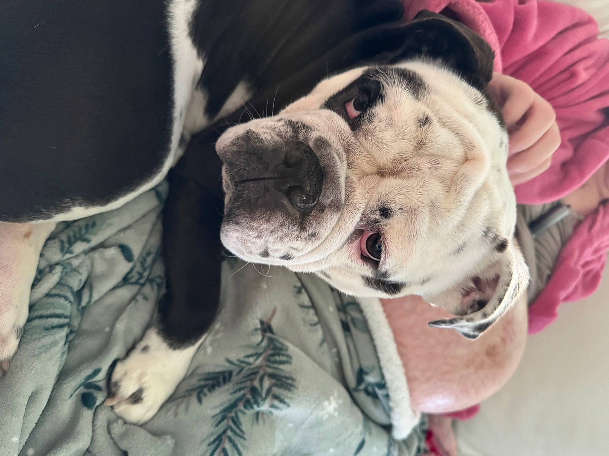 Storm participe au concours pour gagner de l'argent avec cette photo : bulldog, canidae, carnivore, collar, comfort, companion_dog, dog, dog_breed, dog_collar, dog_supply, fawn, fur, paw, pet_supply, snout, sporting_group, whiskers, working_animal, working_dog, wrinkle