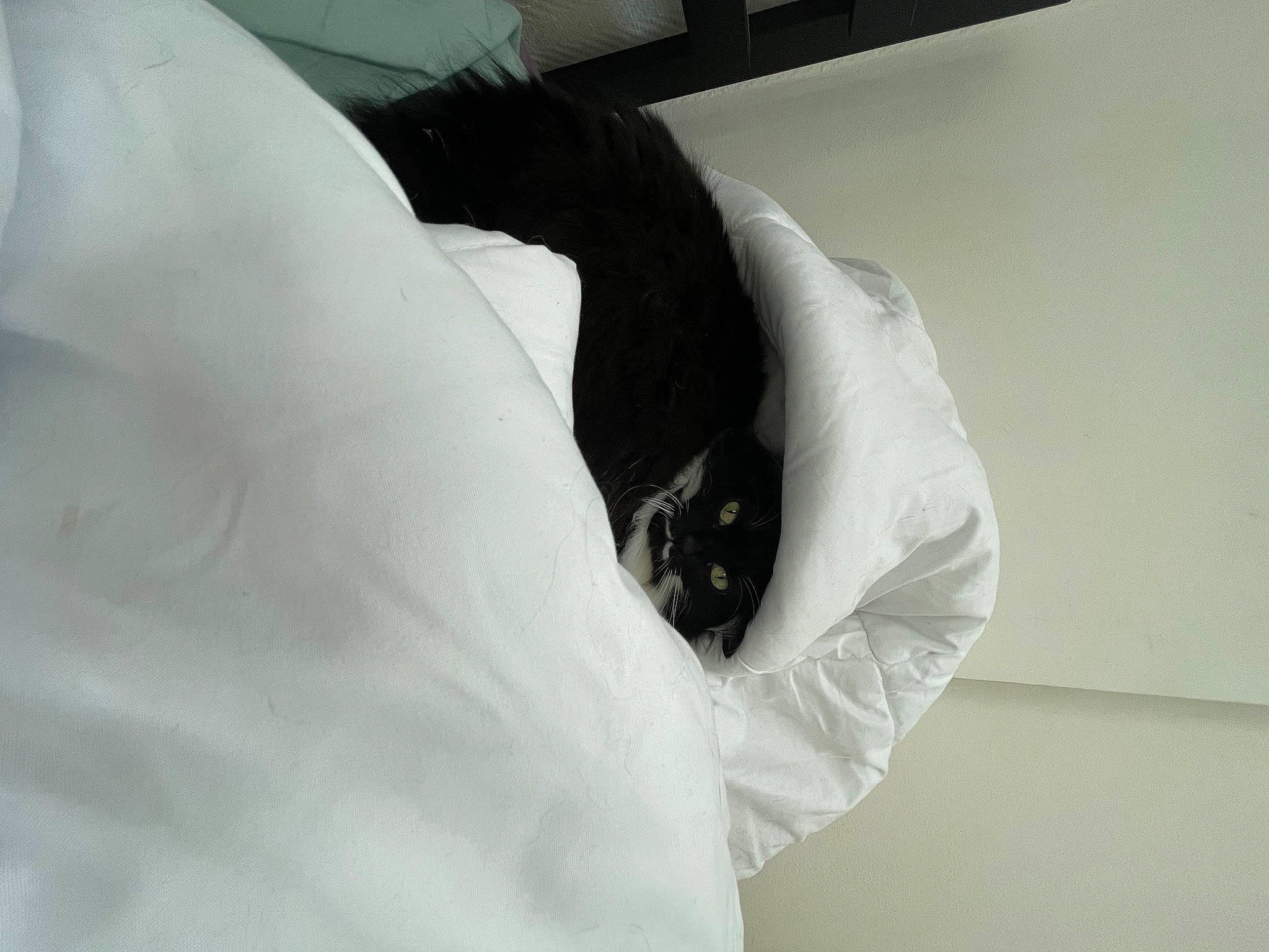 Bulle participe au concours pour gagner de l'argent avec cette photo : art, comfort, elbow, fashion_design, fur, gesture, glove, linens, monochrome_photography, paper, pattern, plaster, safety_glove, sleeve, wing, wrist