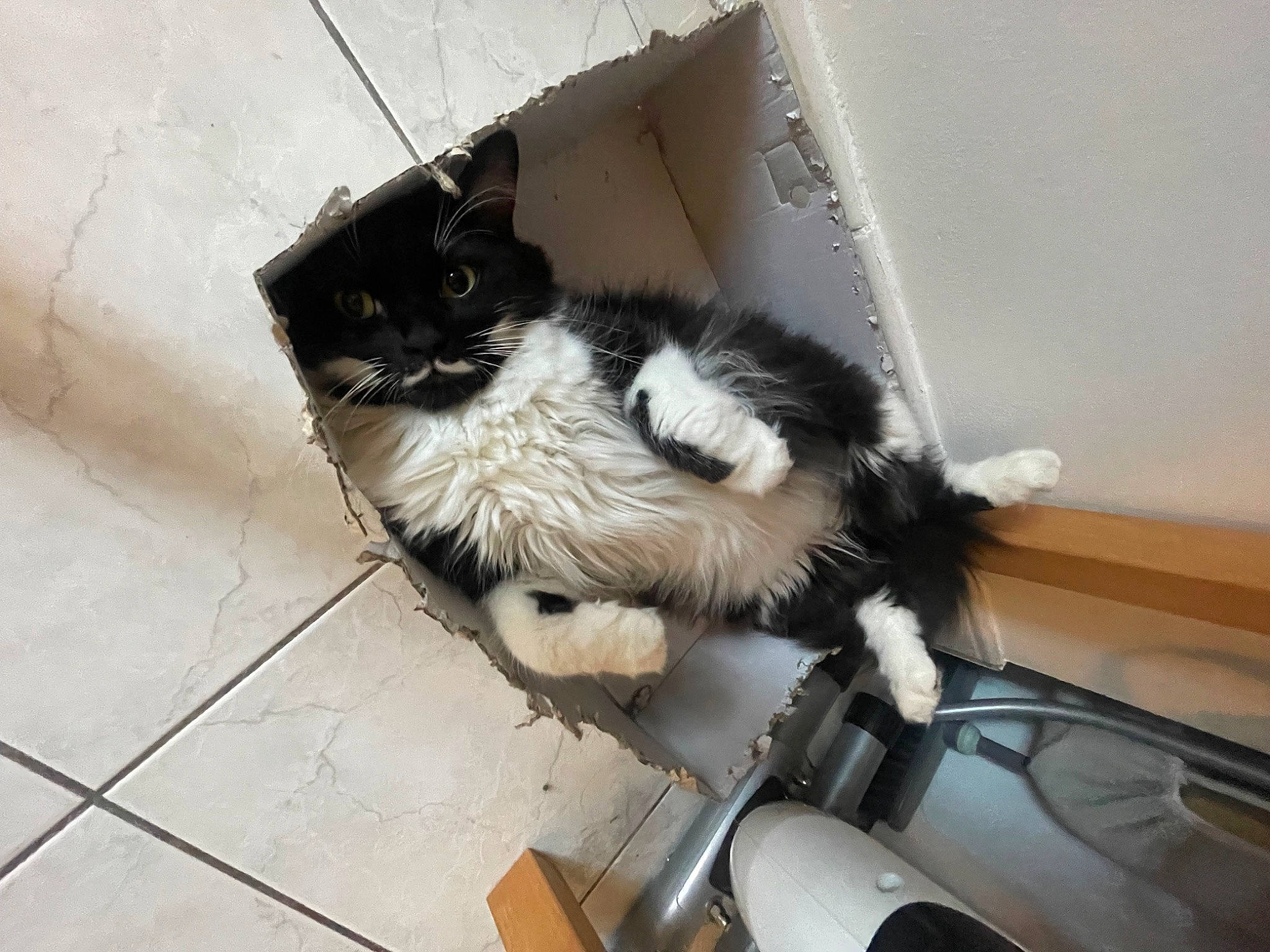 Bulle participe au concours pour gagner de l'argent avec cette photo : bag, canidae, cardboard, carnivore, cat, comfort, companion_dog, domestic_short_haired_cat, felidae, fender, flooring, fur, luggage_and_bags, paw, room, sitting, small_to_medium_sized_cats, tail, tile_flooring, whiskers