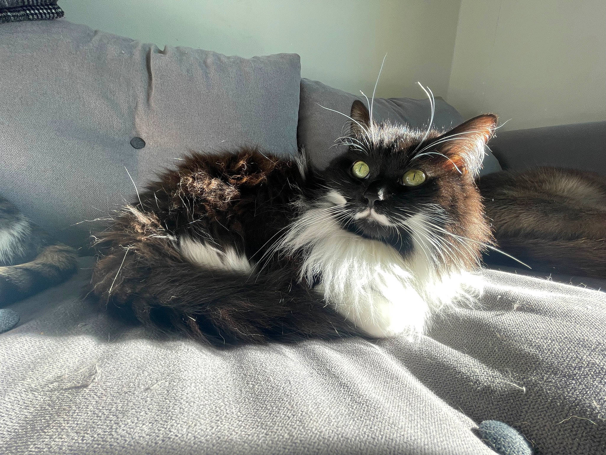 Bulle a rejoint le concours — aidez-le/la à gagner de superbes lots ! black_cat, carnivore, cat, claw, comfort, couch, domestic_short_haired_cat, felidae, fur, grey, nap, paw, room, sitting, small_to_medium_sized_cats, snout, tail, whiskers, window